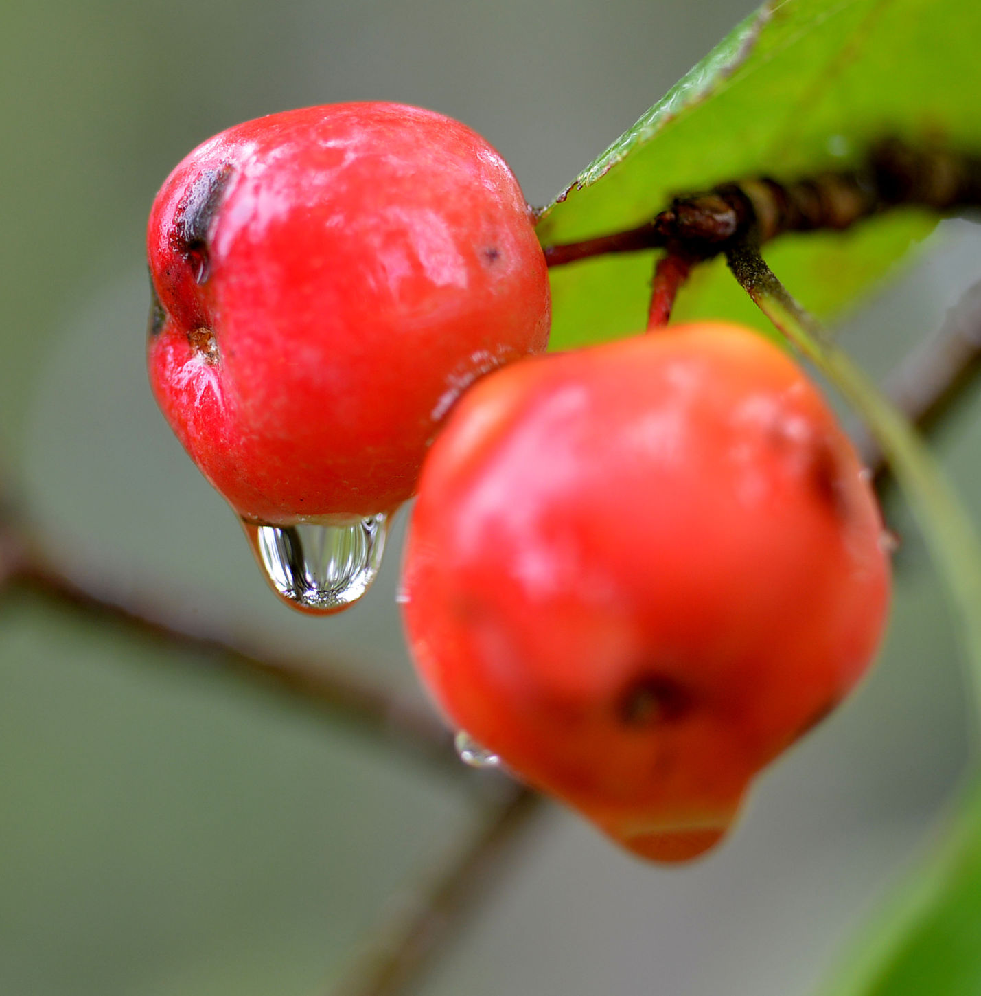 Thursday Rain